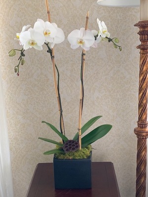 Double Phalaenopsis Orchid from Mangel Florist, flower shop at the Drake Hotel Chicago