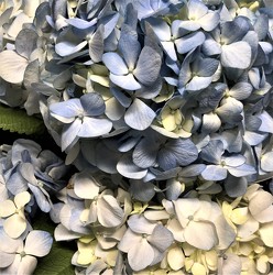 Blue Hydrangea from Mangel Florist, flower shop at the Drake Hotel Chicago
