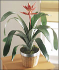 Bromeliad 