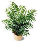 Palm 