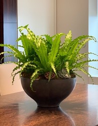 Large Potted Birds Nest Ferns  from Mangel Florist, flower shop at the Drake Hotel Chicago