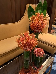 Trio of Orchids from Mangel Florist, flower shop at the Drake Hotel Chicago