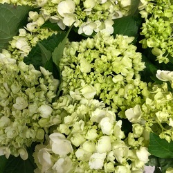 Mini Green Hydrangea  from Mangel Florist, flower shop at the Drake Hotel Chicago