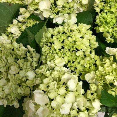 Mini Green Hydrangea  from Mangel Florist, flower shop at the Drake Hotel Chicago