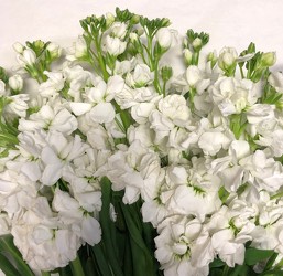 White Stock from Mangel Florist, flower shop at the Drake Hotel Chicago