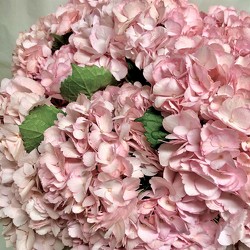 Pink Hydrangea from Mangel Florist, flower shop at the Drake Hotel Chicago