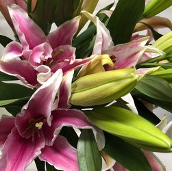 Stargazer Lily from Mangel Florist, flower shop at the Drake Hotel Chicago