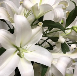 White Lily  from Mangel Florist, flower shop at the Drake Hotel Chicago