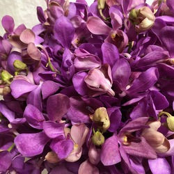 Mokara Orchids from Mangel Florist, flower shop at the Drake Hotel Chicago