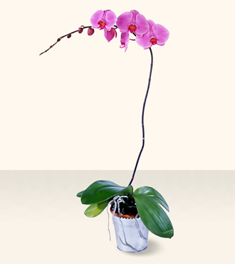 Phalaenopsis Lavender Orchid from Mangel Florist, flower shop at the Drake Hotel Chicago