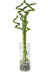 Curly Bamboo Arrangement from Mangel Florist, flower shop at the Drake Hotel Chicago