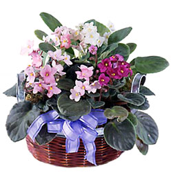 African Violets from Mangel Florist, flower shop at the Drake Hotel Chicago