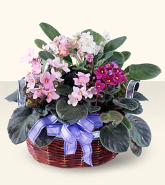 African Violets from Mangel Florist, flower shop at the Drake Hotel Chicago